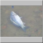 Purkarec 6.11.2008-27.JPG